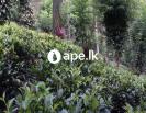 à¶­à·š, à¶»à¶¶à¶»à·Š à·„à· à¶œà¶¸à·Šà¶¸à·’à¶»à·’à·ƒà·Š à·ƒà·„à·’à¶­ à¶‰à¶©à¶¸ à¶¶à·”à¶½à¶­à·Šà¶šà·œ
